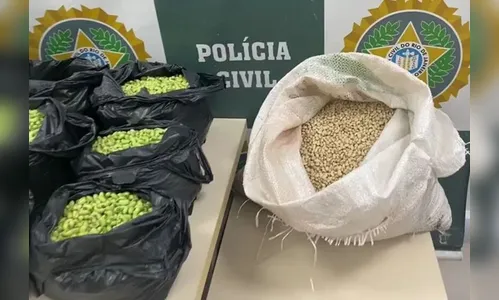 Homem é preso por tingir feijão de verde para vender mais caro