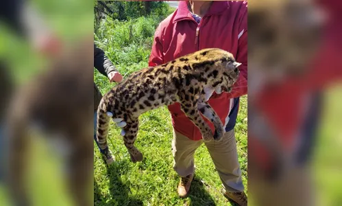 Gato Maracajá é atropelado e morto entre Marilândia e Rio Bom