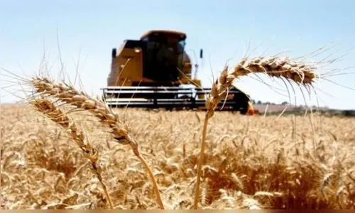 Período chuvoso pode afetar qualidade do trigo na região