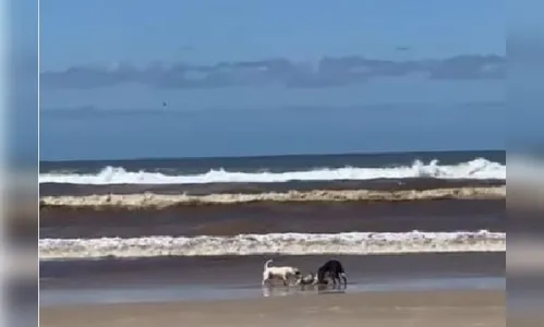 Três pitbulls atacam e matam cachorro que passeava com tutora em SC