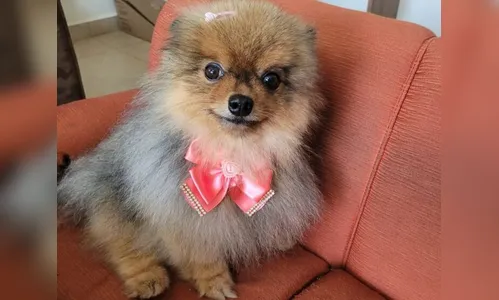 Família procura cachorrinha desaparecida em Apucarana