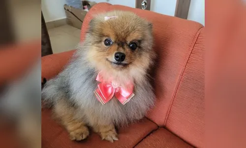 Cachorrinha que estava desaparecida é encontrada em Apucarana