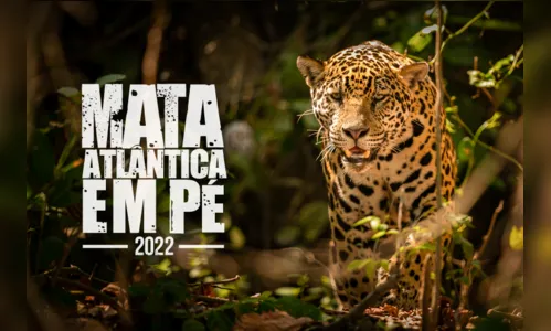 MP/PR coordena Operação Mata Atlântica em Pé em 17 estados