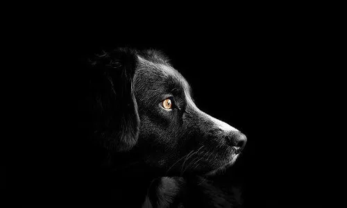 Intoxicação de cães: governo suspende uso de ingrediente de petisco