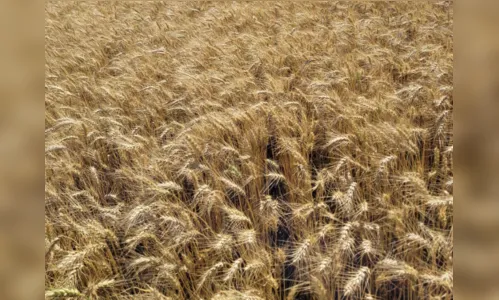 Excesso de chuva prejudica safra de trigo e plantio de milho na região