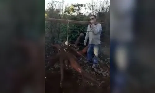 Agricultor colhe mandioca 'gigante' de 66 kg no Paraná; veja