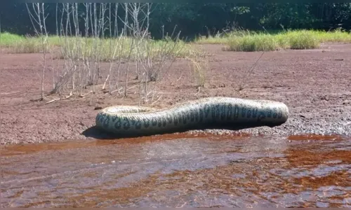 Vídeo: pescadores encontram sucuri de 4 metros em lago no Paraná