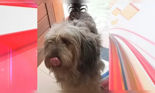 Cachorro desaparecido em Apucarana é encontrado; saiba mais