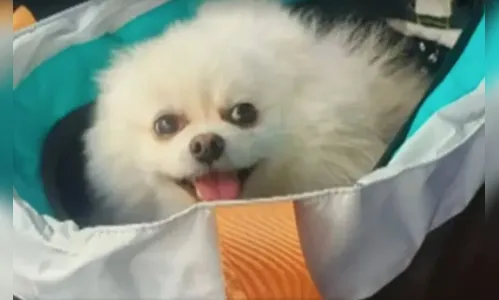 Polícia investiga morte de nove cães por suspeita de intoxicação