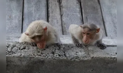 Homem cai do telhado e morre após ser perseguido por gangue de macacos