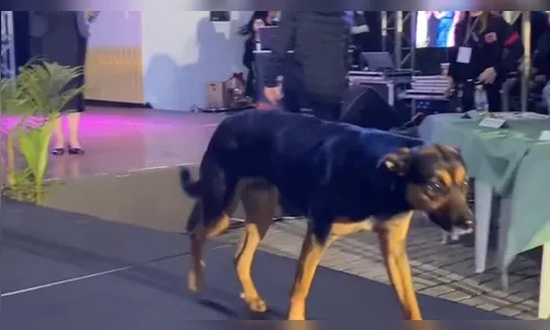 PR: cão é aplaudido ao 'desfilar' em passarela durante evento de Miss