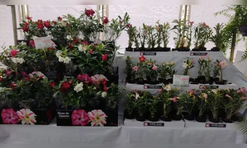 Expoflor começa na próxima sexta-feira em Apucarana; saiba mais