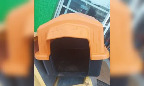 Motorista furta casinha de cachorro de rua no Paraná; veja o flagrante