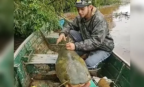 Pescadores capturam jaú de mais de 1,5 metro no Rio Ivaí; veja