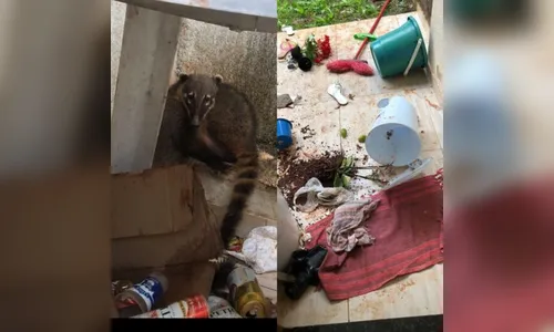 Quatis invadem residência no PR e comem 4 Kg de bacon, pães e frutas