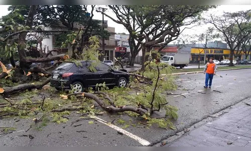 Câmera flagra momento em que árvore cai em cima de carro em Maringá
