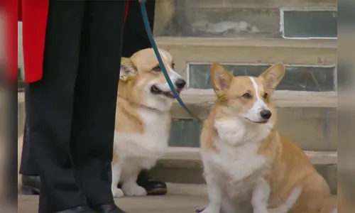 Cachorros da rainha Elizabeth II participam de cerimônia fúnebre