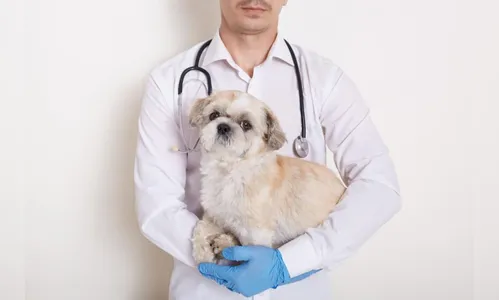 Arapongas inicia cadastro para o Programa Castrapet; saiba mais