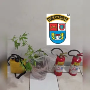 Os objetos furtados e a planta foram apreendidos