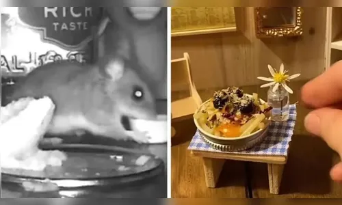 Vídeo: jovem faz 'banquete gourmet' para rato que vive em sua casa