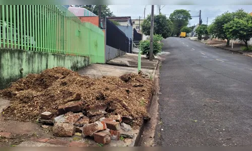Apucarana licita plantio de 2,5 mil árvores na área urbana
