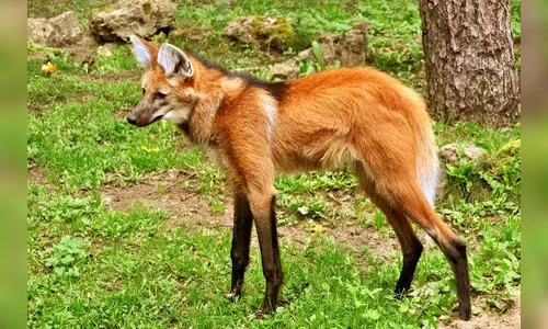 Lobo-guará é avistado na região central de Arapongas; veja