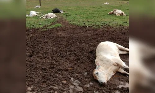 Raio cai e deixa 17 bezerros mortos em sítio no Paraná