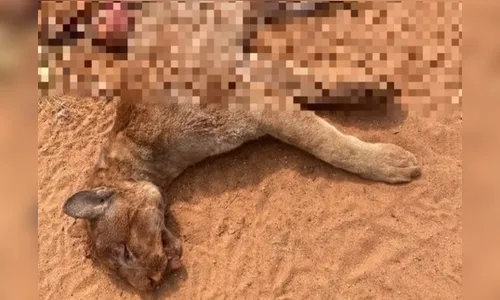 Ameaçada de extinção, onça-parda morre atropelada no Paraná