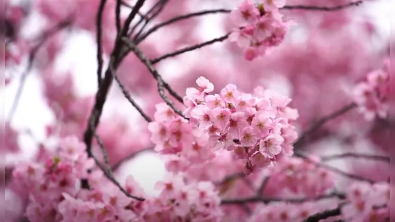 Imagem ilustrativa da notícia Poderosa Oração de São Gabriel (resultado impressionante)