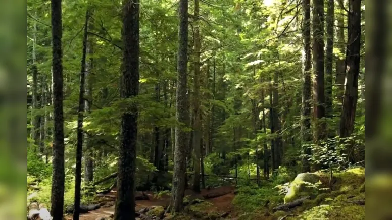 Imagem ilustrativa da notícia São Miguel Arcanjo: como ativar o altar