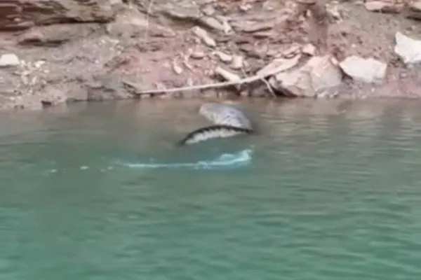 A cobra foi avistada no Lago Corumbá, em Caldas Novas