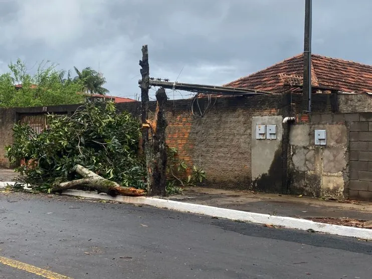 Árvore que caiu na rua Franko