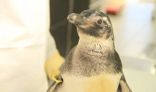 Esta época do ano é marcada pela chegada de pinguins-de-magalhães no litoral brasileiro