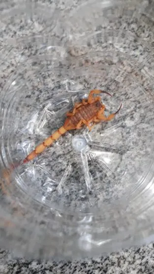 O escorpião amarelo encontrado no interior da residência no Conjunto Centauro, em Arapongas, é do tipo amarelo