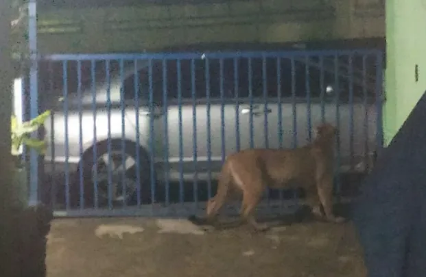 Onça pulou para dentro do portão de casa em Kaloré