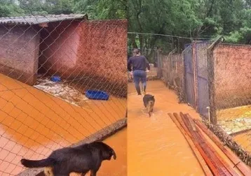 Os voluntários do abrigo de animais Toca de Assis estão organizando uma campanha nas redes sociais para pedir ajuda