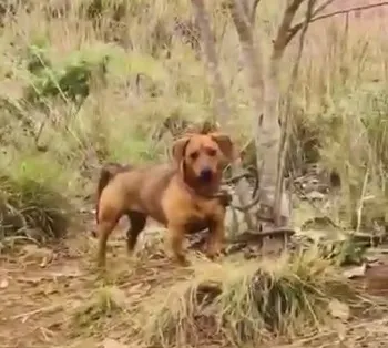 pós resgatar o cachorrinho, o homem o levou para casa, alimentou e deu banho no animal