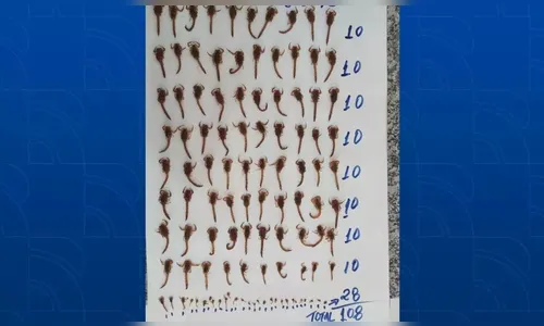 Blitz da Vigilância em Saúde encontra 110 escorpiões em um quarteirão