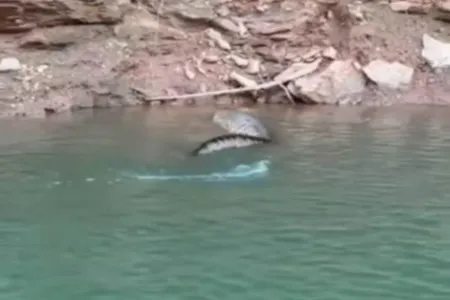 A cobra foi avistada no Lago Corumbá, em Caldas Novas