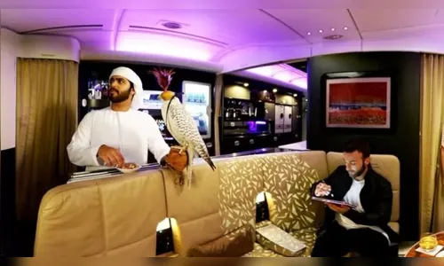 Empresa cobra R$ 8 mil para cães e gatos, mas falcões viajam de graça