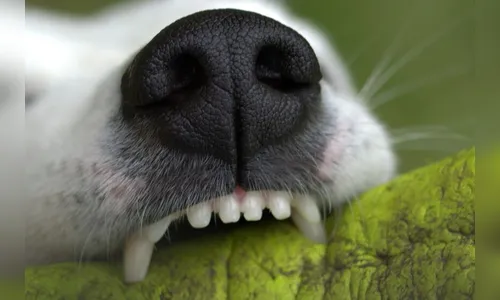 Idoso é socorrido após ser mordido no rosto por cachorro em Apucarana