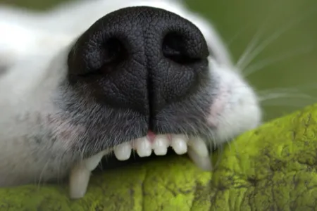 A raça do animal não foi informada pelos bombeiros