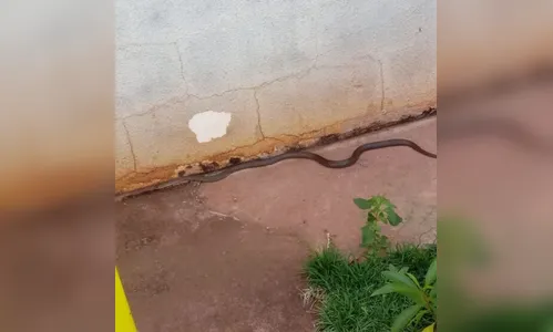 Morador leva susto ao encontrar cobra de 1,5 metro no quintal de casa