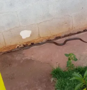 A serpente estava no jardim da residência