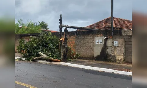 Temporal: Apucarana registra chuva e ventos de 72 Km/h; saiba mais