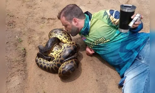 Pescador grava vídeo beijando sucuris durante acasalamento; assista