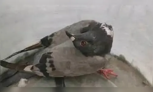 “Pombo exorcista”: doença viral deixa pescoço de aves retorcido
