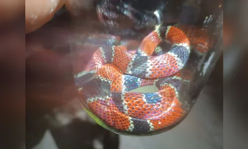 Cobra-coral é encontrada em bairro de Apucarana; veja o resgate