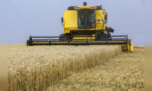 Chuvas atrasam colheita do trigo, que perde qualidade no Estado