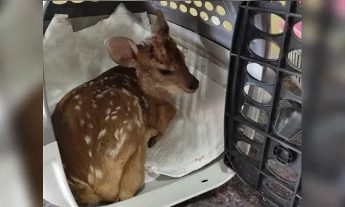 Cervo é resgatado após mãe ser morta por caçadores no PR; veja o vídeo